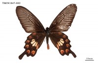 藏品(紅珠鳳蝶)的圖片